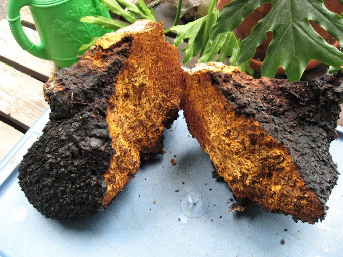 Chaga warnings | Biobritte mushrooms | Biobritte organic mushroom center