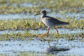 Wildlifefotografie Rotschenkel