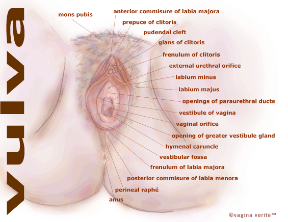 Female reproductive anatomy Tooloutlive your life