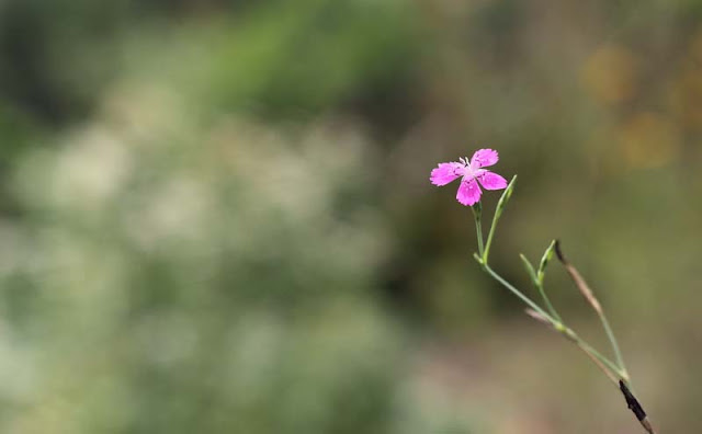 Deptford Pink Flowers Pictures