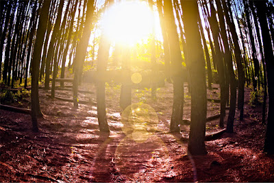 Sunrise di Hutan Pinus Ala Twilight di Imogiri