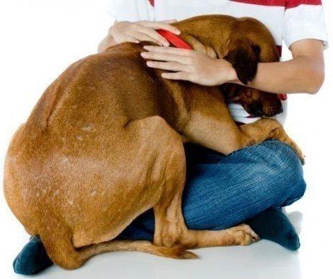 ​Alegria para os donos e desespero para os cães. Saiba como lidar com os fogos no final de ano