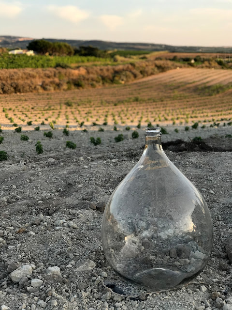 Serata in vigna. Gustare il tramonto non solo con gli occhi, foto di Orata Spensierata