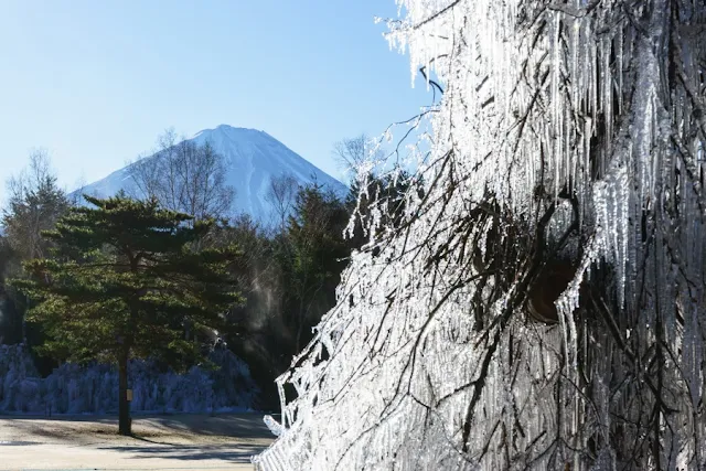 樹氷と富士山～西湖野鳥の森公園