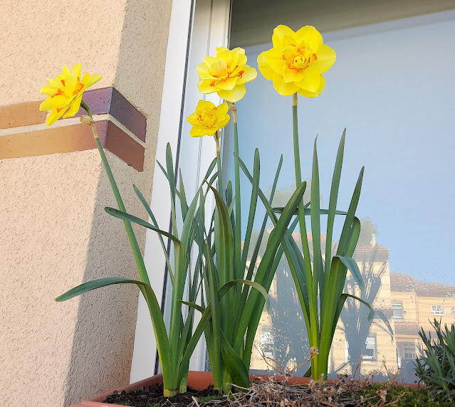 Narcisos dobles amarillo-naranja.