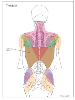 A diagram of the back muscles, highlighting the latissimus dorsi
