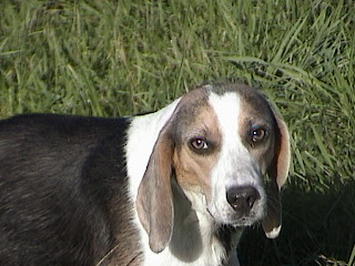 Beagle tricolor blue