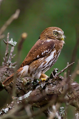 Aves de El Salvador