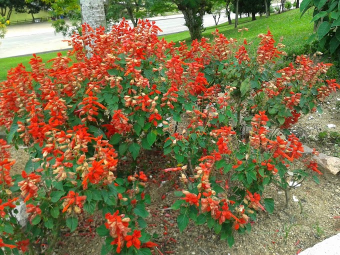 JARDINS DO SANTUÁRIO SERÃO REVITALIZADOS