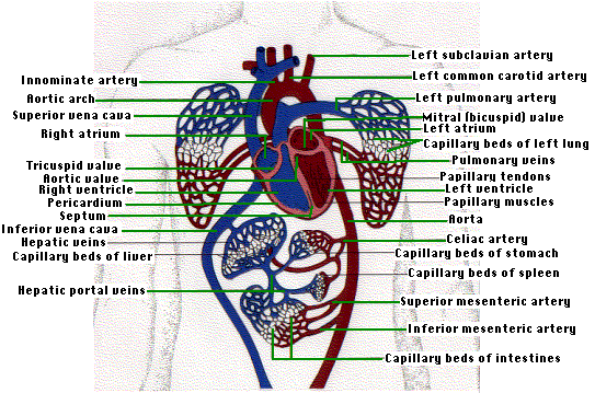 circulatory system veins and arteries. circulatory system
