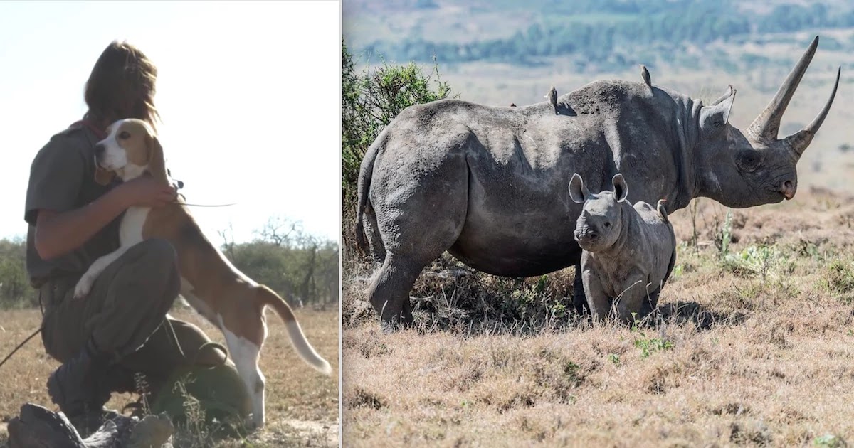 Trained Dog Unit Employed To Protect Wild Animals From Poachers Has Saved 45 Rhinos During Lockdown