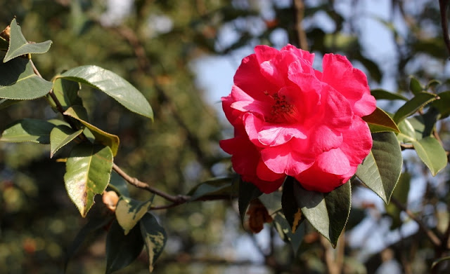 Camellia Flowers Pictures