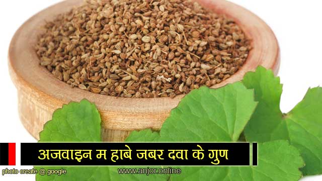 अजवाइन औषधीय गुणों से भरपूर chhattisgarhi-samachar-anjor-Ajwain-is-full-of-medicinal-properties