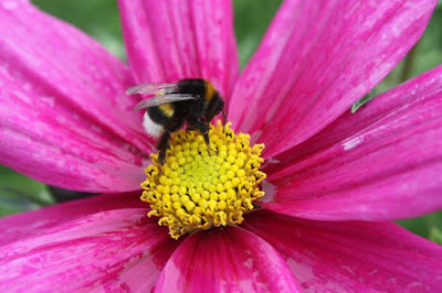 bee on flower