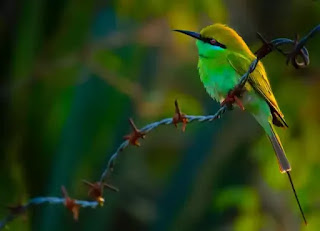 Bee eater bird