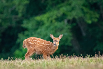 Columbian Black-tailed Deer Fawn, Salt Creek Campground