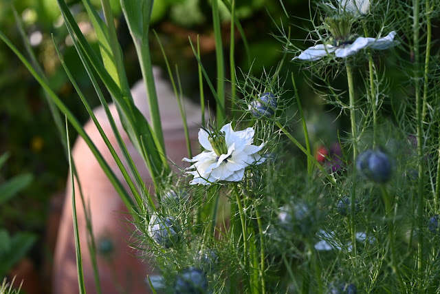 romantische rozentuin  nigella