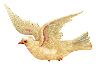 white dove bird illustration digital clipart antique peace image