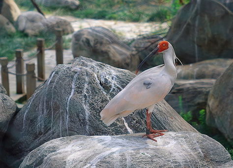 Asia Crested Ibis has disappeared and very rare to see as they are one of the rarest birds in the world.