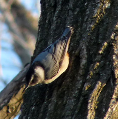 nuthatch