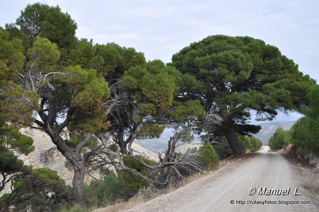 Pinar de Canava - Los Caracoles