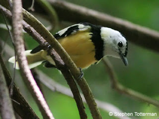 Buff-bellied Monarch Neolalage banksiana