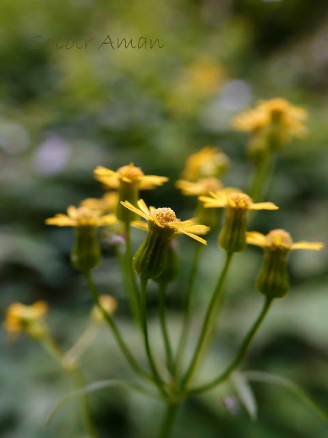 Nemosenecio nikoensis