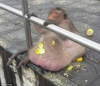 Overweight Thai monkey checked into boot camp to get treatment for obesity