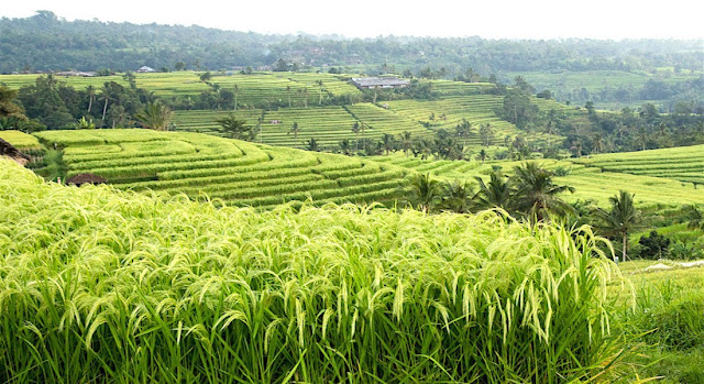 Excursie Rijstvleden Bali