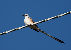 Scissor-tailed Flycatcher - Florida