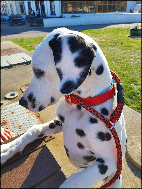 dalmatian dog