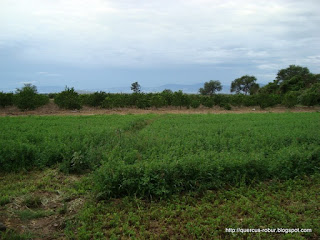 Alfalfa - Medicago sativa