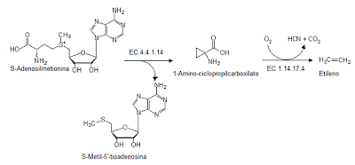 biosíntesis del etileno