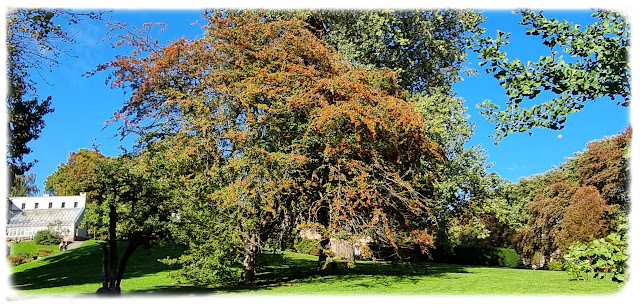 Like nedenfor Victoriahuset i Botanisk hage.