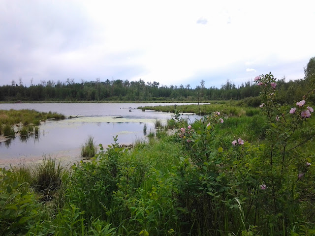 elk island beaver pond