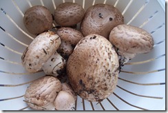 mushrooms from my garden 5-9-10