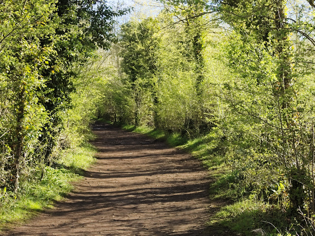 Path between bright green hawthorn bushes