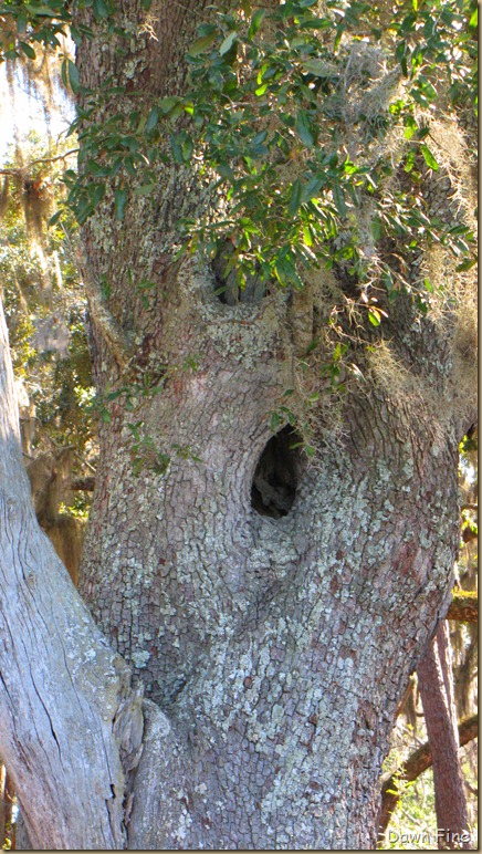 harris neck nwr_073