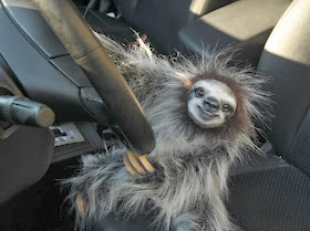 Funny animals of the week - 22 November 2013 (35 pics), sloth drives car