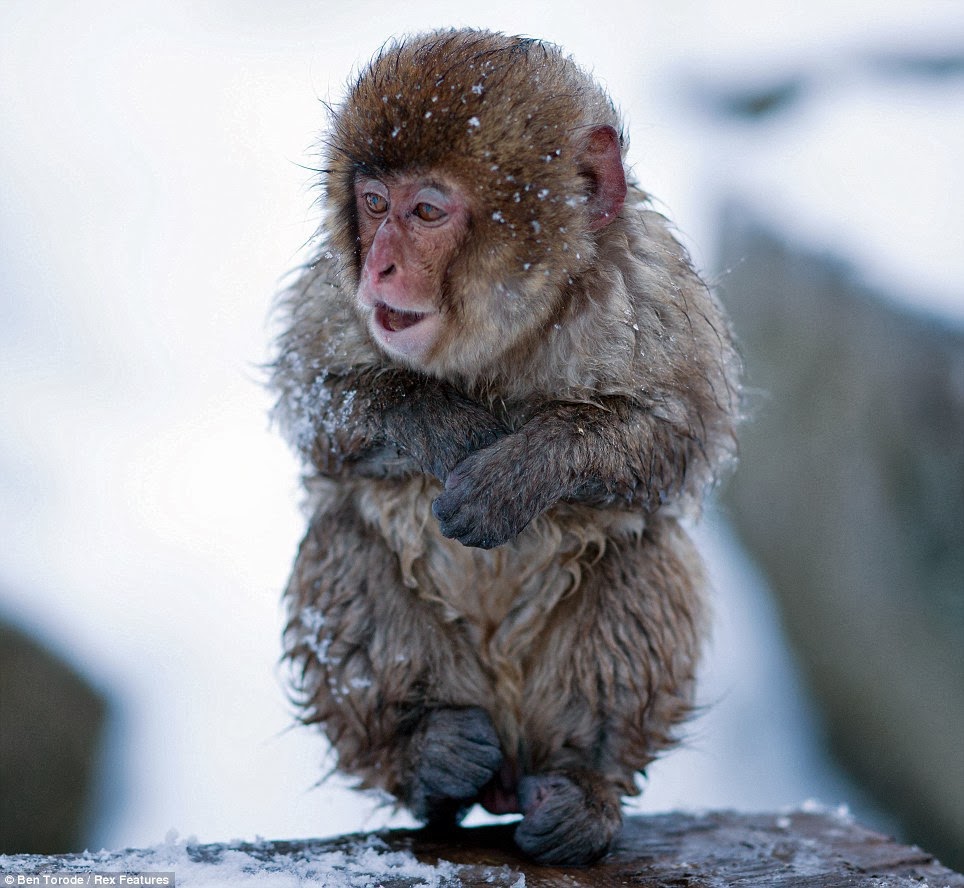 PEACE :): Jigokudani Yaenkoen (Snow Monkey Park)