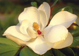 The magnolia flower