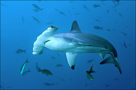 bull shark diagram. ull shark eating. hot sharks