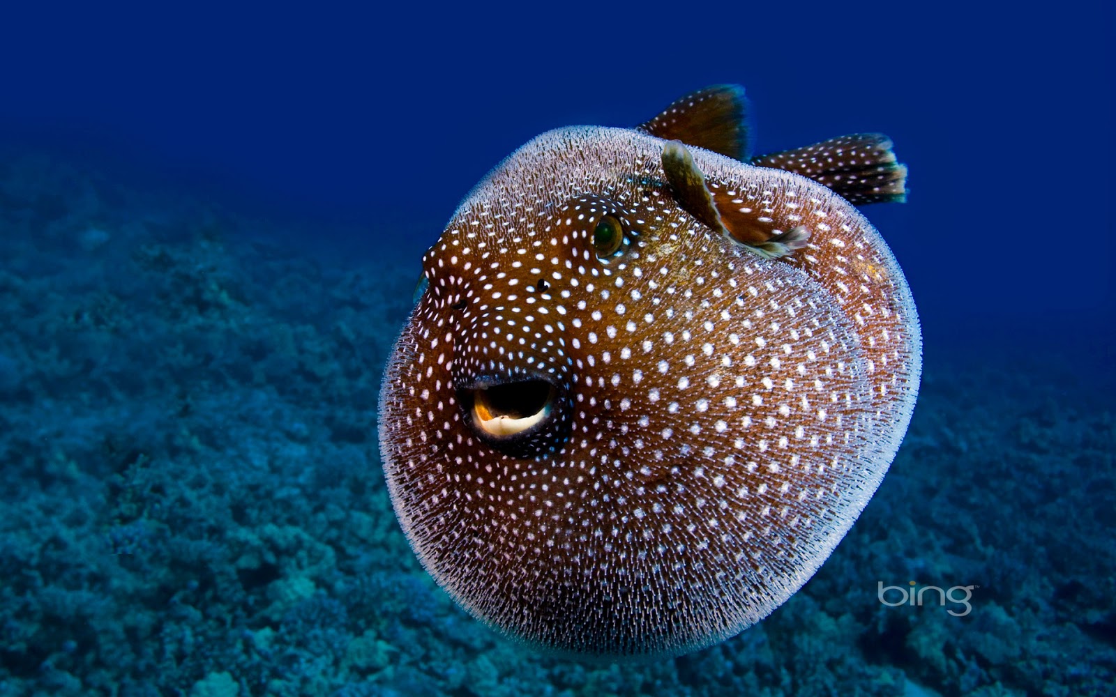 ... puffer fish pictures,tropical fish images,gold fish images,sea fish