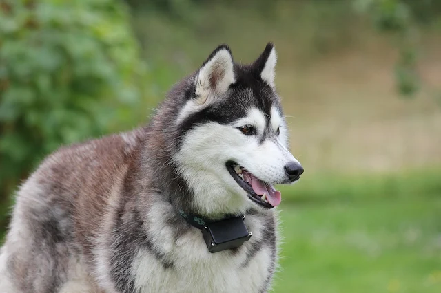 Giống chó Siberian Husky có hình ảnh