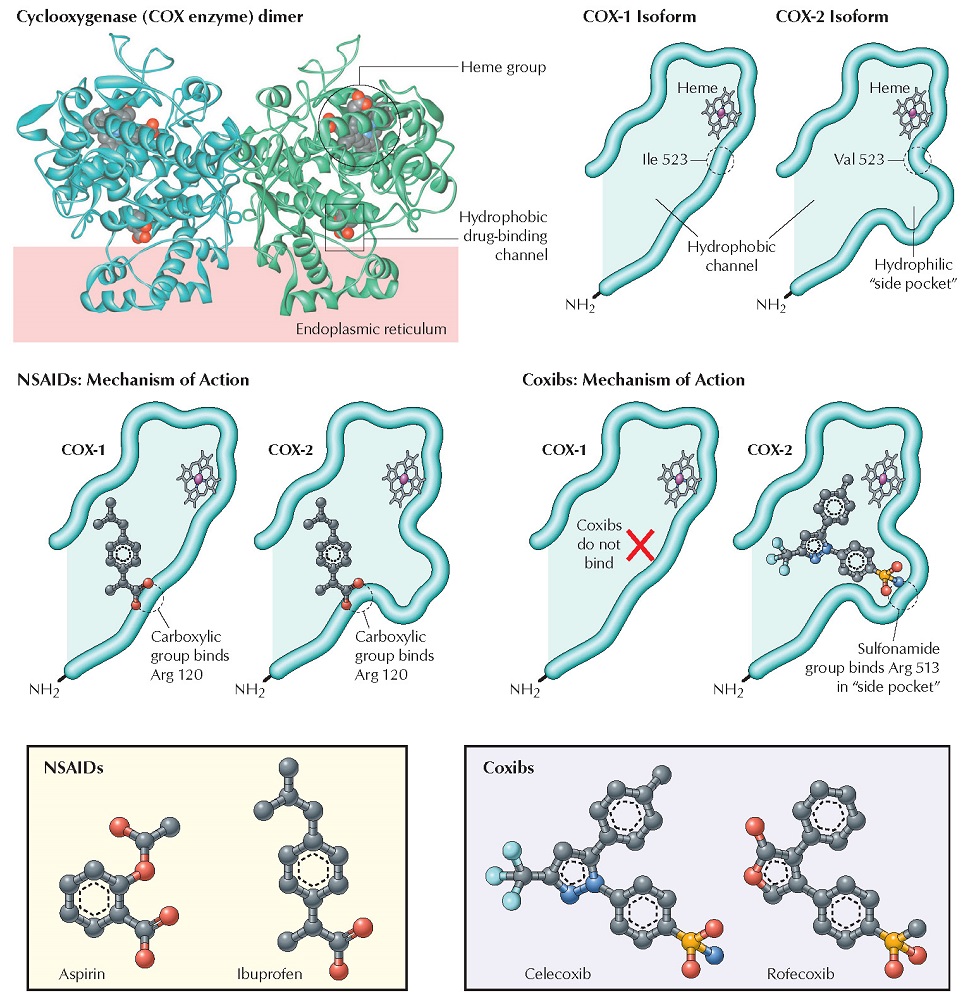 Nonopioids: NSAIDs, Selective Cyclooxygenase-2 Inhibitors, and Acetaminophen