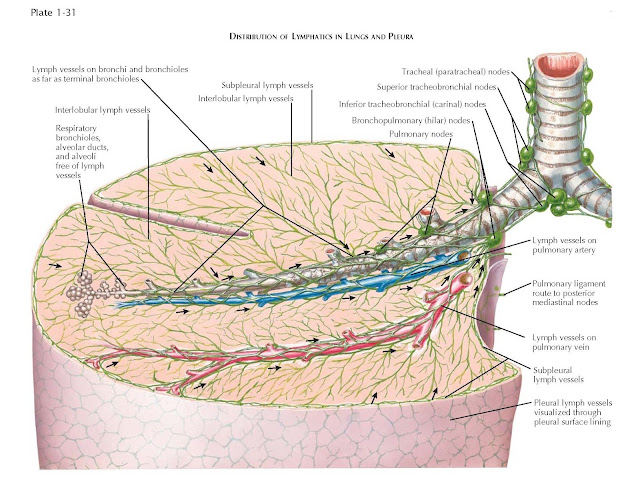 DISTRIBUTION OF LYMPHATICS IN LUNGS AND PLEURA