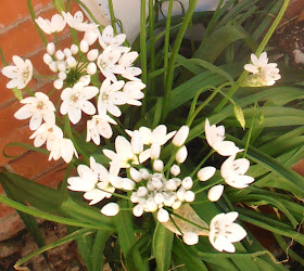 flor-allium-neapolitanum