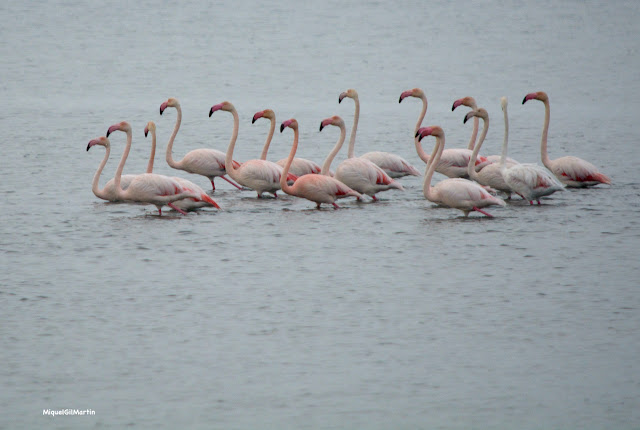 Flamencs