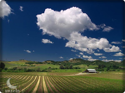 BEAUTIFUL VINEYARDS