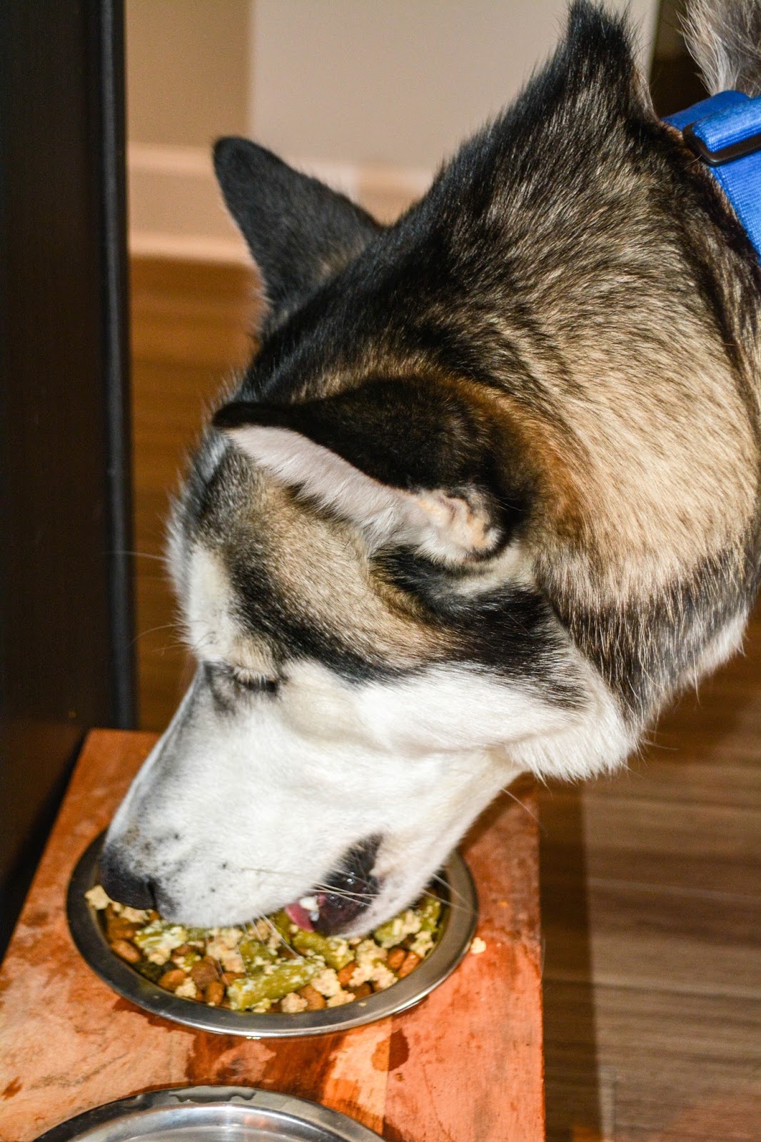 Make Your Own Dog Food